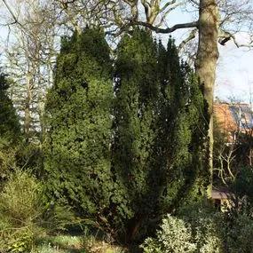 Yew (Taxus baccata) 5